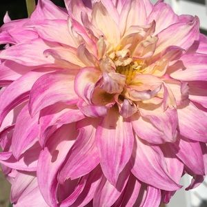 Meet your Posher, Lisa